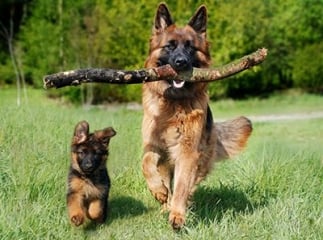 berger allemand